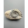 Ammonite Pleuroceras 5,8cm – Buttenheim, Bavaria, Germany