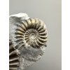 Ammonite Pleuroceras 5,9cm – Buttenheim, Bavaria, Germany