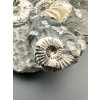 Ammonite Pleuroceras transiens 9,2cm – Staffelstein, Bavaria, Germany