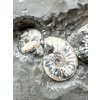 Ammonite Pleuroceras transiens 9,2cm – Staffelstein, Bavaria, Germany