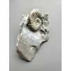 Ammonite Pleuroceras transiens 9,3cm – Staffelstein, Bavaria, Germany