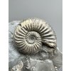 Ammonite Pleuroceras transiens 9,3cm – Staffelstein, Bavaria, Germany