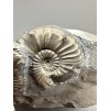 Ammonite Pleuroceras transiens 9,3cm – Staffelstein, Bavaria, Germany