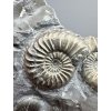 Amonit Pleuroceras transiens 9,3cm – Staffelstein, Bavorsko, Německo