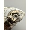 Ammonite Pleuroceras transiens 4,8cm – Staffelstein, Bavaria, Germany