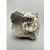 Ammonite Pleuroceras transiens 5,5cm – Staffelstein, Bavaria, Germany