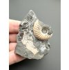 Ammonite Pleuroceras transiens 4,9cm – Staffelstein, Bavaria, Germany