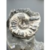 Ammonite Pleuroceras transiens 10,3cm – Staffelstein, Bavaria, Germany