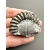 Ammonite Pleuroceras 4,3cm – Unterstürming, Bavaria, Germany