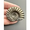 Ammonite Pleuroceras 4,3cm – Unterstürming, Bavaria, Germany