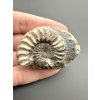 Ammonit Pleuroceras 4,8cm – Unterstürming, Bayern, Deutschland