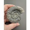 Ammonite Orthosphinctes 7,7cm – Gräfenberg, Bavaria, Germany