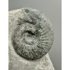 Ammonit Orthosphinctes 4,9cm – Gräfenberg, Bayern, Deutschland