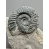 Ammonit Orthosphinctes 12,3cm – Gräfenberg, Bayern, Deutschland
