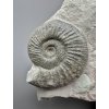 Ammonite Orthosphinctes 9,4cm – Gräfenberg, Bavaria, Germany