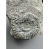 Ammonite Orthosphinctes – Gräfenberg, Bavaria, Germany