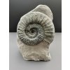 Ammonite Orthosphinctes – Gräfenberg, Bavaria, Germany