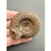Ammonite Parkinsonia 5,1cm – Winnberg by Sengenthal, Bavaria, Germany