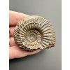 Ammonite Parkinsonia 5,2cm – Winnberg by Sengenthal, Bavaria, Germany