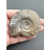 Amonit Parkinsonia 5,6cm – Winnberg u Sengenthalu, Bavorsko, Německo