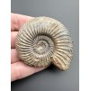 Amonit Parkinsonia 5,6cm – Winnberg u Sengenthalu, Bavorsko, Německo
