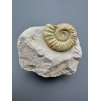 Amonit Orthosphinctes 8,9cm – Bischberg, Bavorsko, Německo