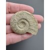 Ammonite Orthosphinctes 4,3cm – Bischberg, Bavaria, Germany