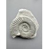 Ammonit Orthosphinctes 7,8cm – Bischberg, Bayern, Deutschland