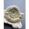 Ammonit Orthosphinctes 11,5cm – Bischberg, Bayern, Deutschland