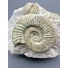 Ammonite Orthosphinctes 8,4cm – Bischberg, Bavaria, Germany