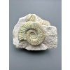 Ammonite Orthosphinctes 8,4cm – Bischberg, Bavaria, Germany