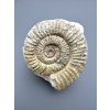 Amonit Orthosphinctes 9cm – Bischberg, Bavorsko, Německo
