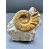 Ammonite Orthosphinctes – Böttingen, Germany