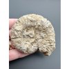 Amonit 7,1cm – Poitiers, Francie