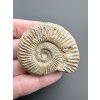 Ammonit 4,8cm – Poitiers, Frankreich