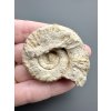 Ammonite 5cm – Poitiers, France