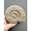 Ammonite 10,1cm – Poitiers, France