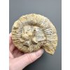 Ammonit 8,9cm – Poitiers, Frankreich