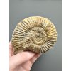 Ammonit 8,9cm – Poitiers, Frankreich