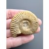 Ammonit 4,5cm – Poitiers, Frankreich