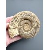 Amonit 8,2cm – Poitiers, Francie