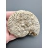 Amonit 7,4cm – Poitiers, Francie