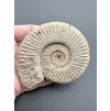 Ammonit 7,4cm – Poitiers, Frankreich