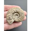 Ammonite 4,3cm – Poitiers, France