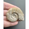 Ammonit 4,3cm – Poitiers, Frankreich