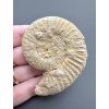 Ammonit 6,3cm – Poitiers, Frankreich