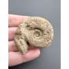 Amonit 4,4cm – Poitiers, Francie