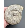 Ammonit 6,9cm – Poitiers, Frankreich