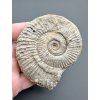 Amonit 6,9cm – Poitiers, Francie