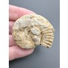 Ammonit 4,2cm – Poitiers, Frankreich